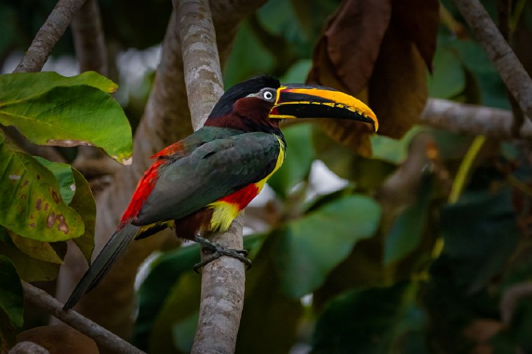 044 Noord Pantanal, bruinoorarassaris.jpg
